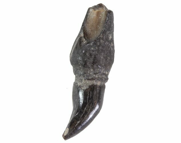 Fossil Odontocete (Toothed Whale) Tooth - Maryland #71108